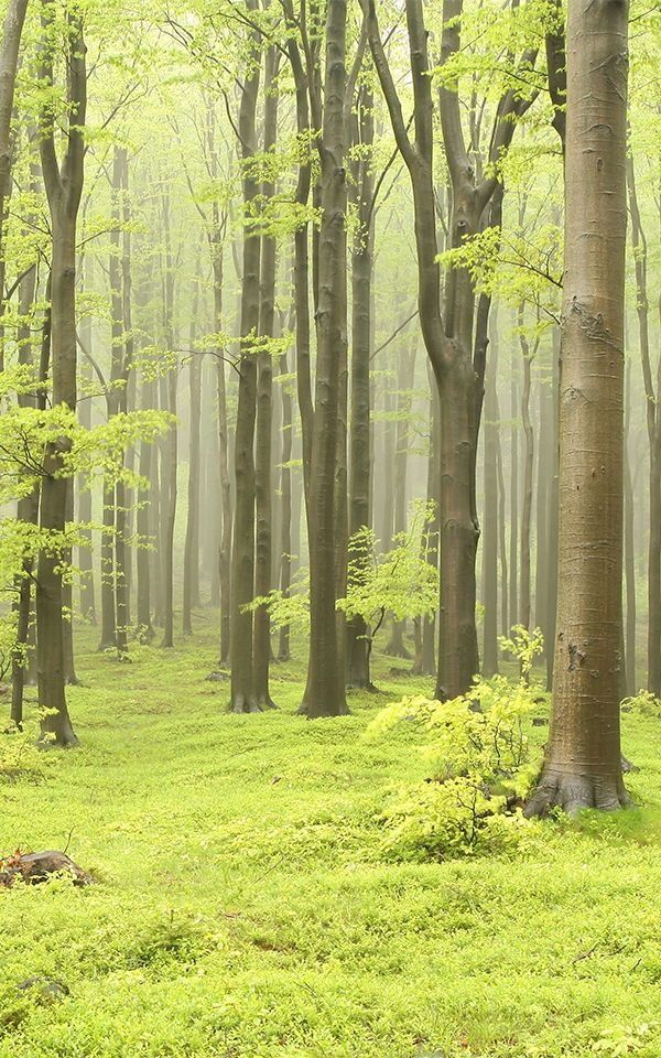 Beech forest timber, freshly sourced